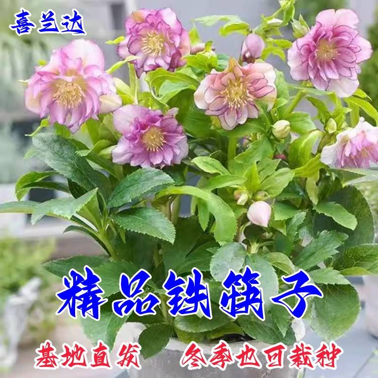 铁筷子圣诞玫瑰花种子多年生花苗宿根庭院花耐寒植物室内花卉好养