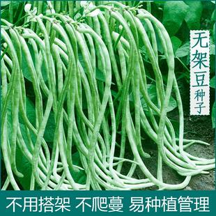 无架豆种子豆角不搭架四季 豆种籽阳台豆种美国豇豆蔬菜孑原厂彩包