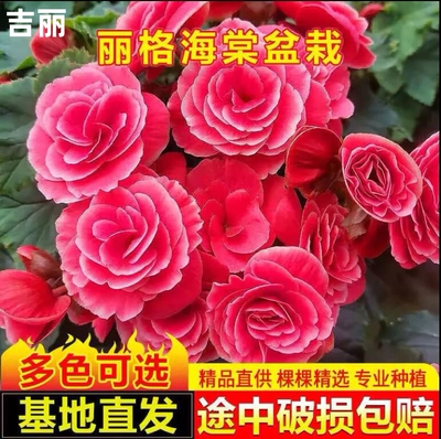 丽格海棠盆栽花卉重瓣带花苞发货