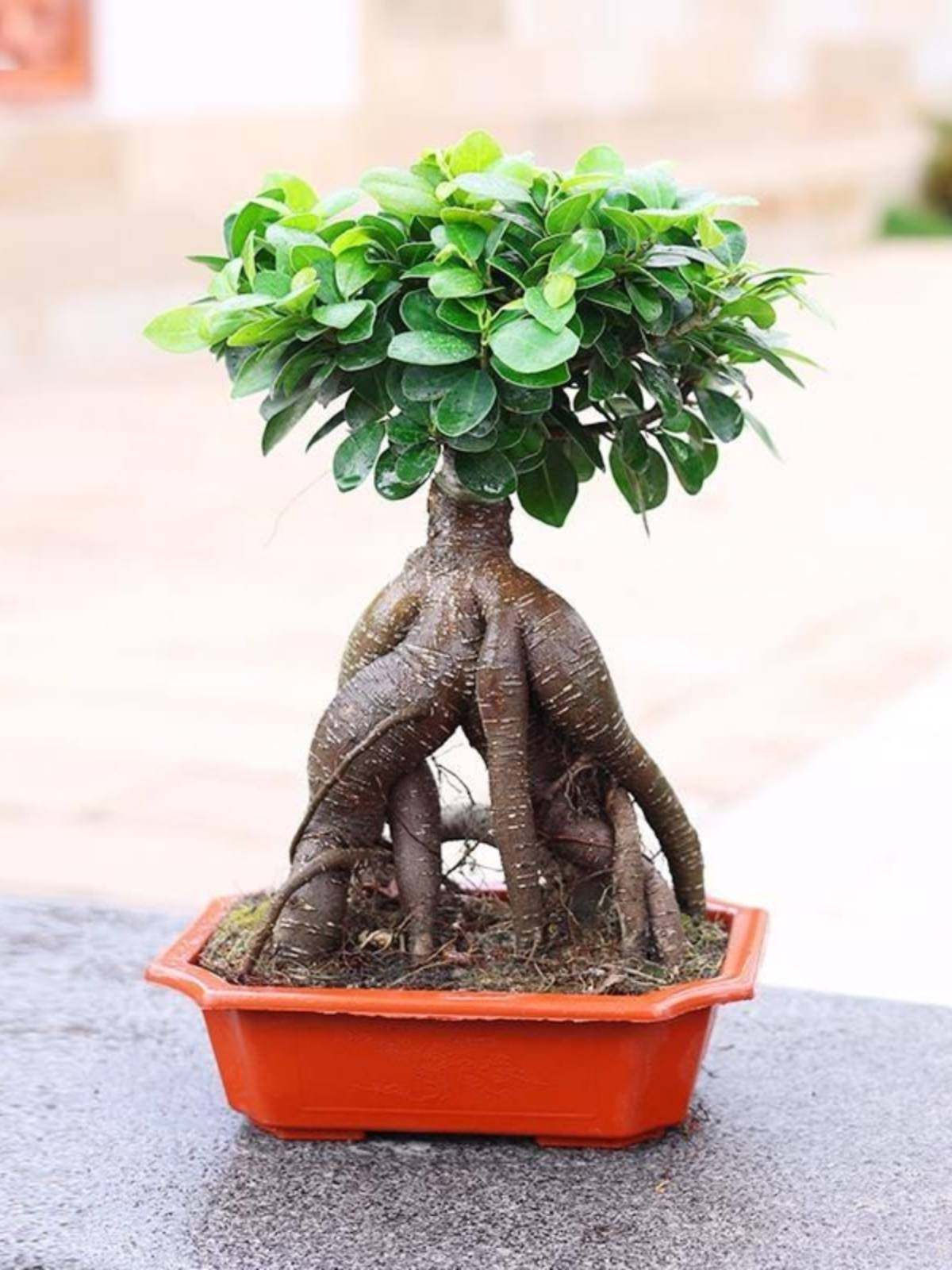 金钱榕树盆景老桩小叶榕苗木造型盆栽人参榕大叶易活提根绿植大树