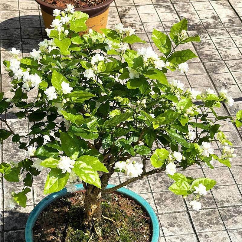 茉莉花苗盆栽老桩精品四季常青阳台庭院开花浓香重瓣横县茉莉花树