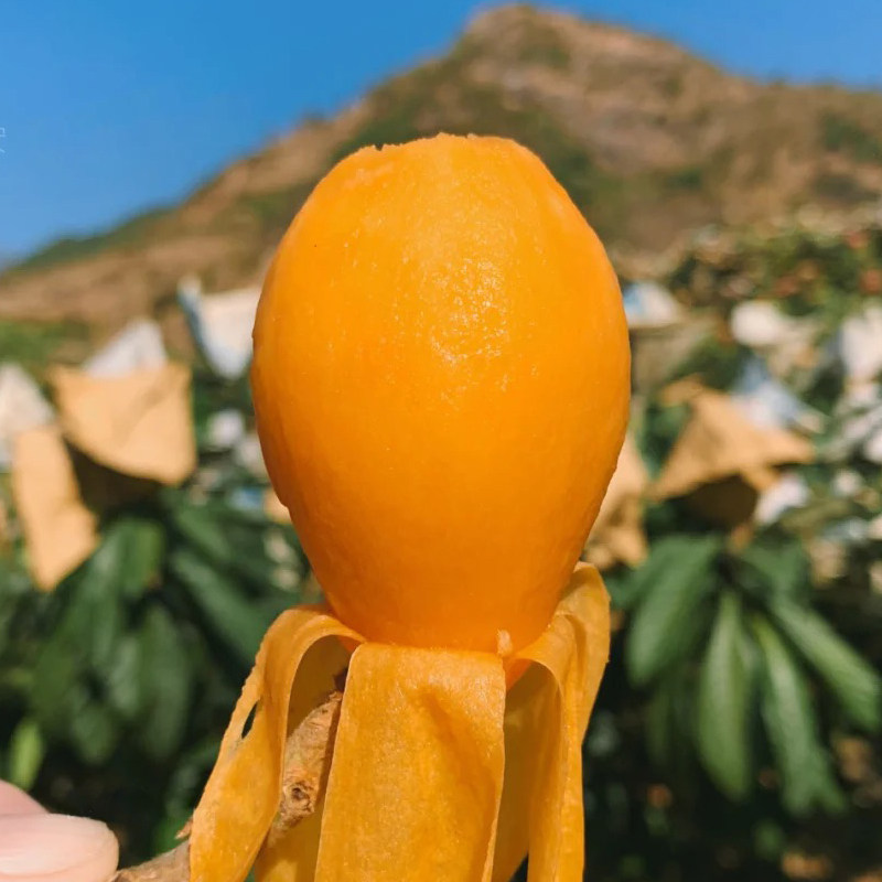 正宗四川攀枝花米易枇杷新鲜大果现摘琵琶当季孕妇水果整箱5斤装,水产肉类/新鲜蔬果/熟食,枇杷,淘宝优惠券,粉丝福利购,淘宝优惠卷