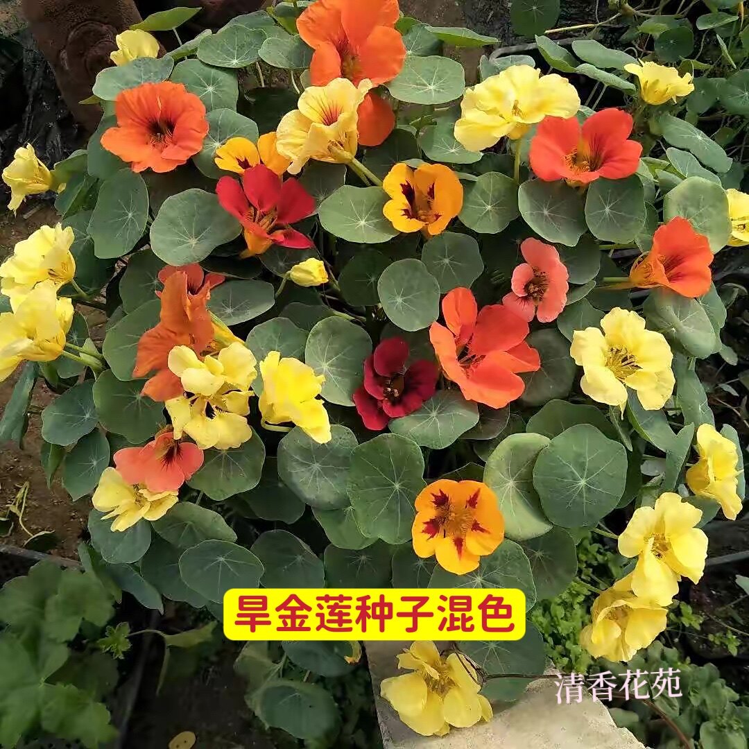 旱金莲又名旱荷花种子四季播种草花