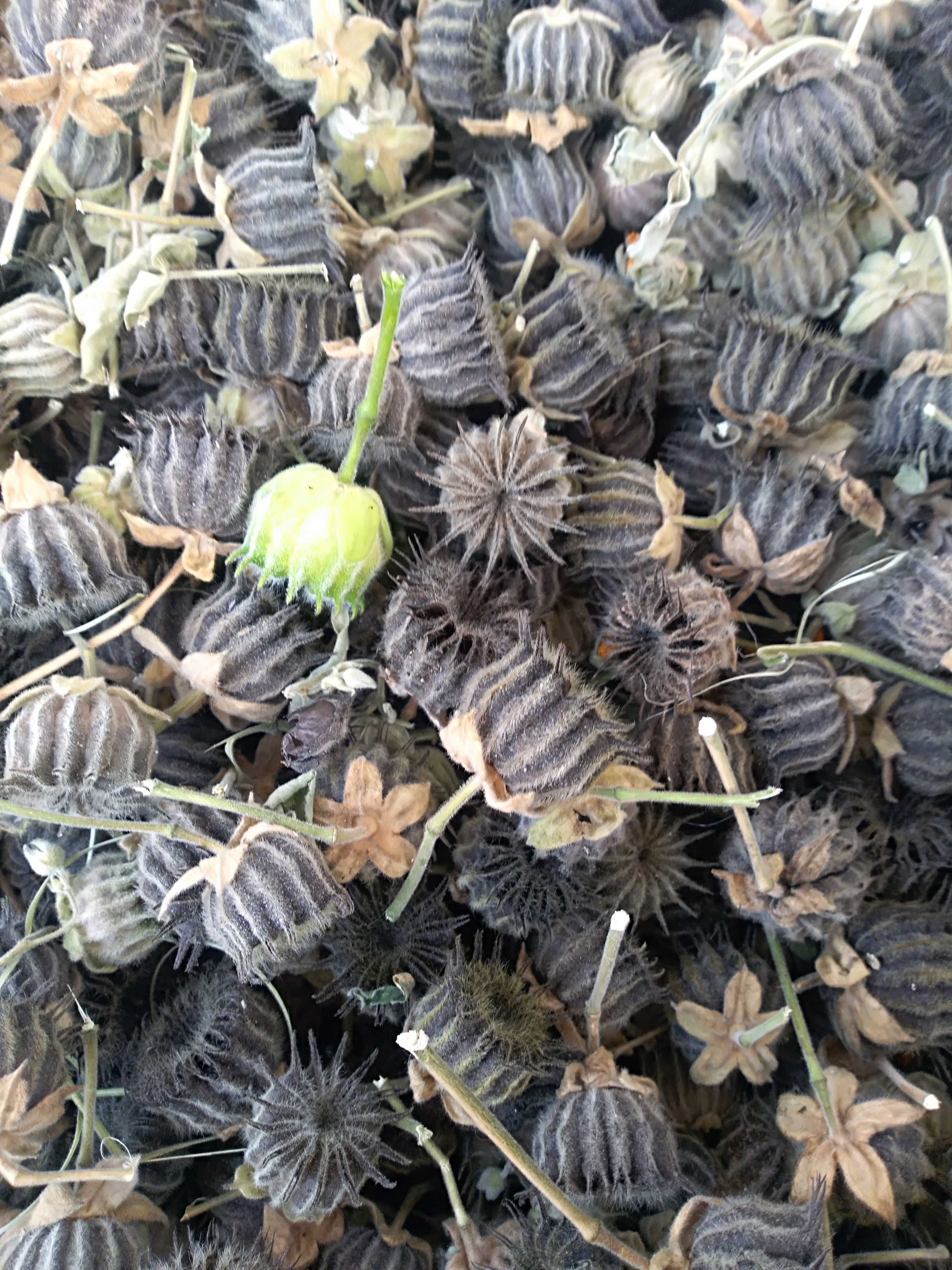 纯野生磨盘草果子磨盘籽磨盘果响耳草果耳响草果干中药材100g包邮