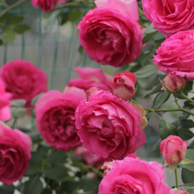 绿园美植 | 深粉龙沙宝石 藤本月季深粉抗病庭院盆栽花墙拱门爬藤