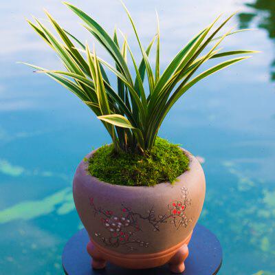 金边墨兰黄金日向兰花盆栽兰草种子浓香兰花苗带花苞大众国兰