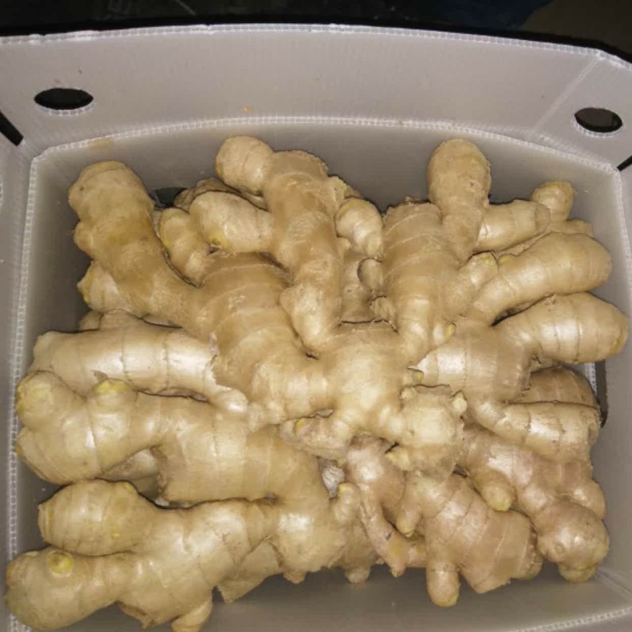 Export level ginger ginger fresh Ginger green Produce The month Shandong Whole piece 5in the Aquatic meat/Fresh fruits and vegetables/Cooked , Fresh vegetables/Vegetable products , Ginger  category - from Buy2taobao.com to provide professional Taobao agent buy service