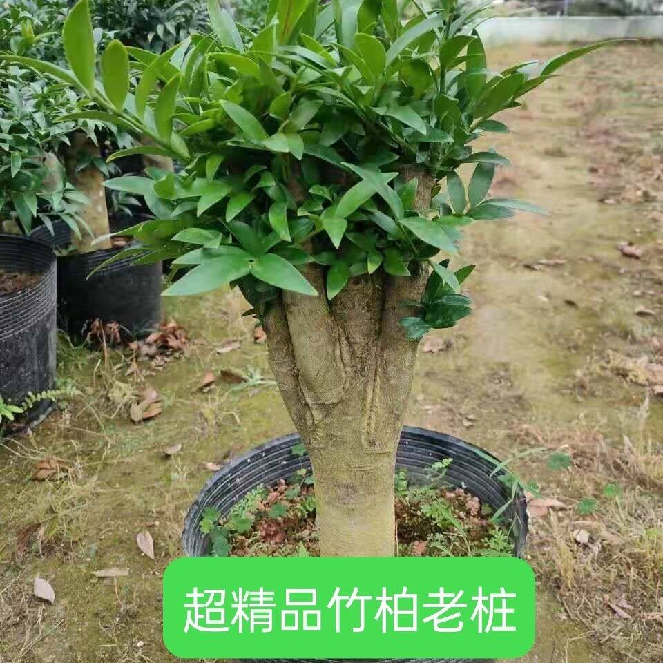 平安富贵长寿竹柏老桩盆栽圆叶嫁接观叶树苗盆景四季常青耐寒耐热