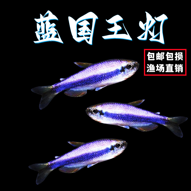 蓝帝王灯蓝国王灯皇后灯篮帝提灯热带鱼观赏鱼小型鱼活体群游好养