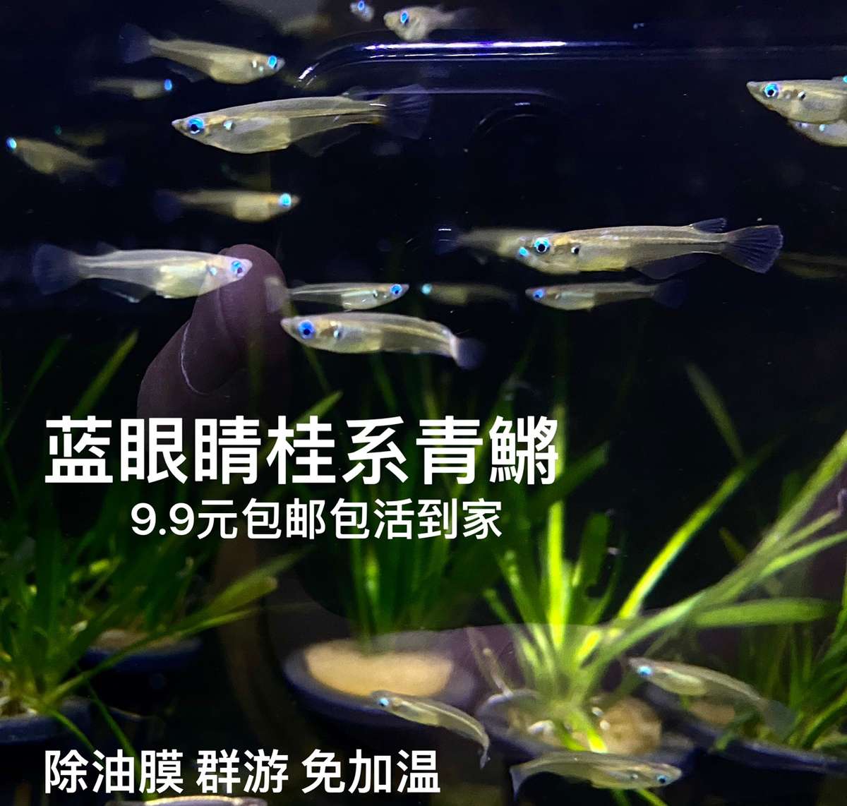 新款红树林青鳉桂系青鳉弓背原生鱼耐寒耐热群游蓝眼睛幽灵除油膜