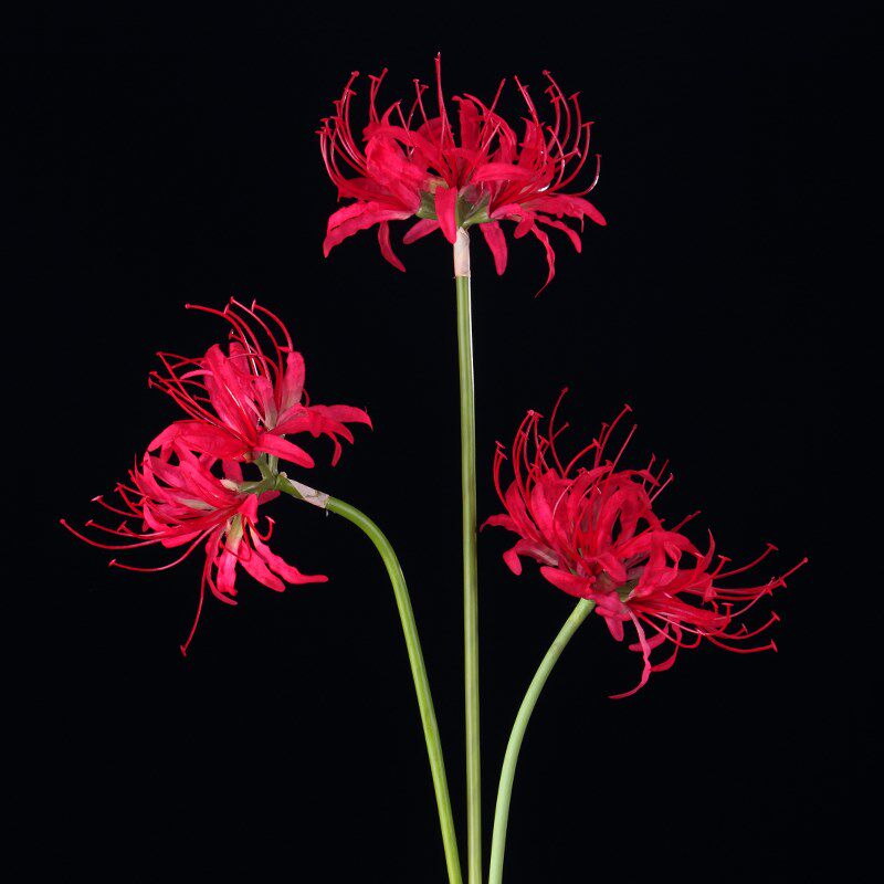 彼岸花仿真花曼珠沙华干花汉服昙花束古风装饰假拍摄道具手持拍照