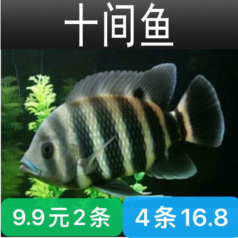 非洲热带鱼好养观赏鱼十间鱼凶猛大型鱼招财鱼发财鱼风水鱼淡水鱼