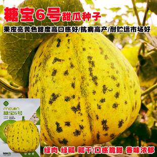 八里香甜瓜种子绿肉薄皮香瓜种籽孑春季四季水果籽璇点八里香正品