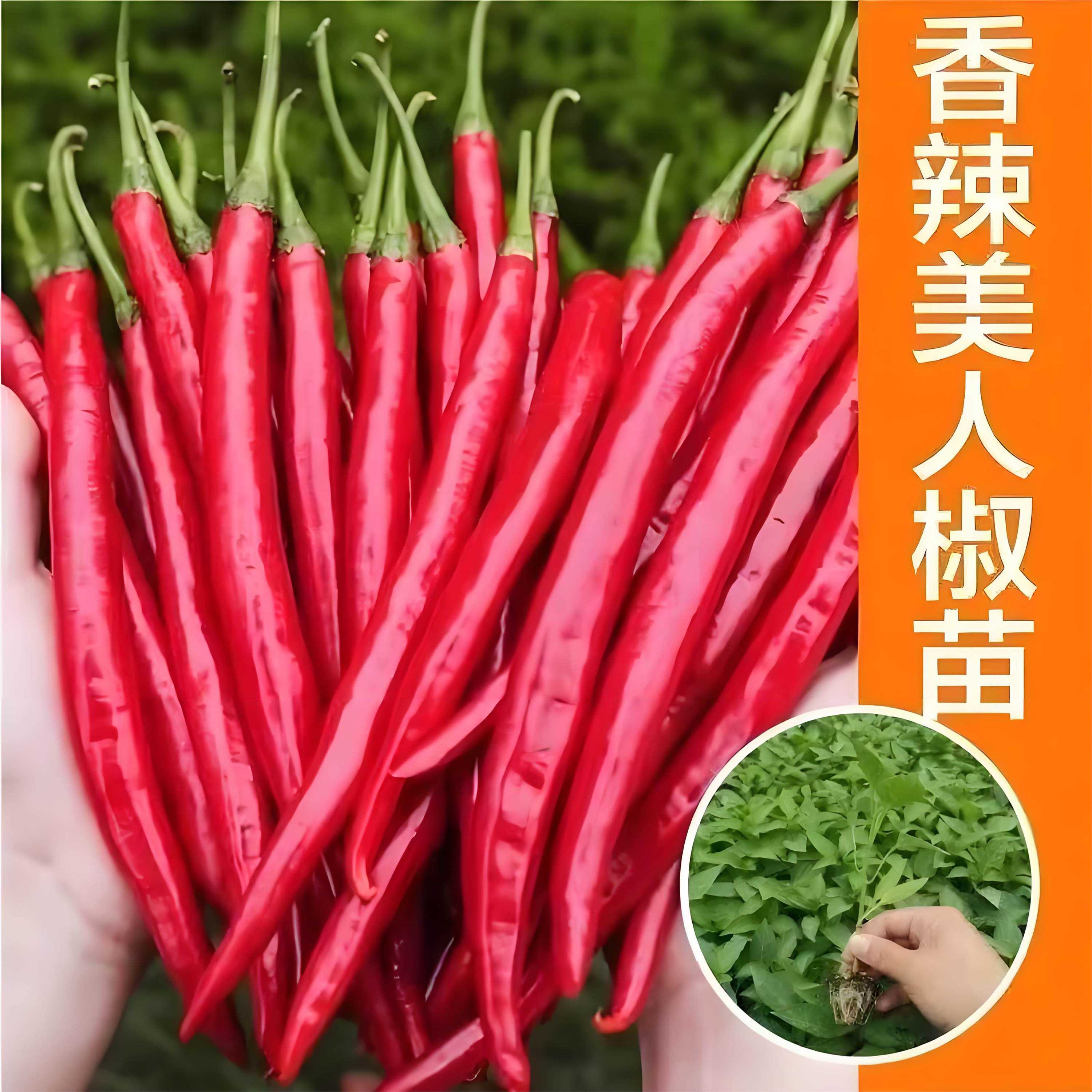 香辣美人椒辣椒苗辣椒树苗秧苗摘种苗/半成品盆栽