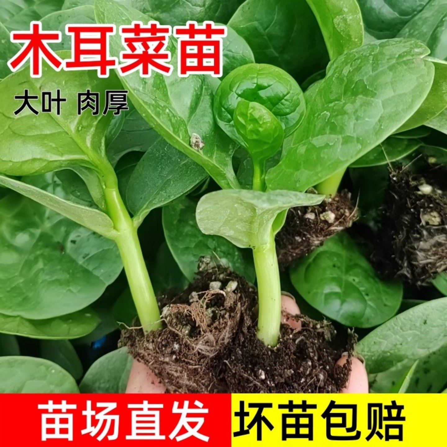 大叶木耳菜秧苗小青菜阳台盆栽菜种苗/半成品盆栽