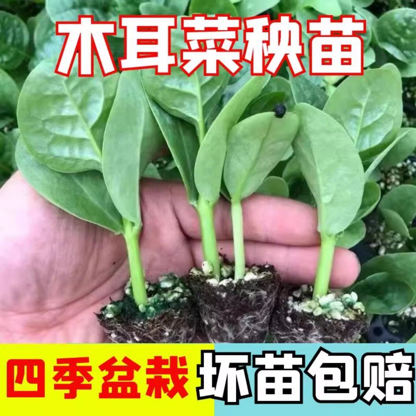 大叶木耳菜秧苗小青菜阳台盆栽菜种苗/半成品盆栽