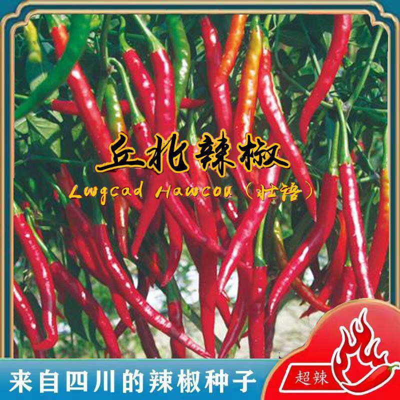 丘北辣椒种子辣味浓干鲜两用香辣型短线椒种籽大田基地蔬菜种孑子