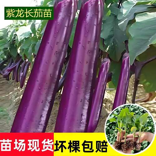 紫长茄子苗紫色紫红带土特大号本地茄子秧苗老品种四川山东高产