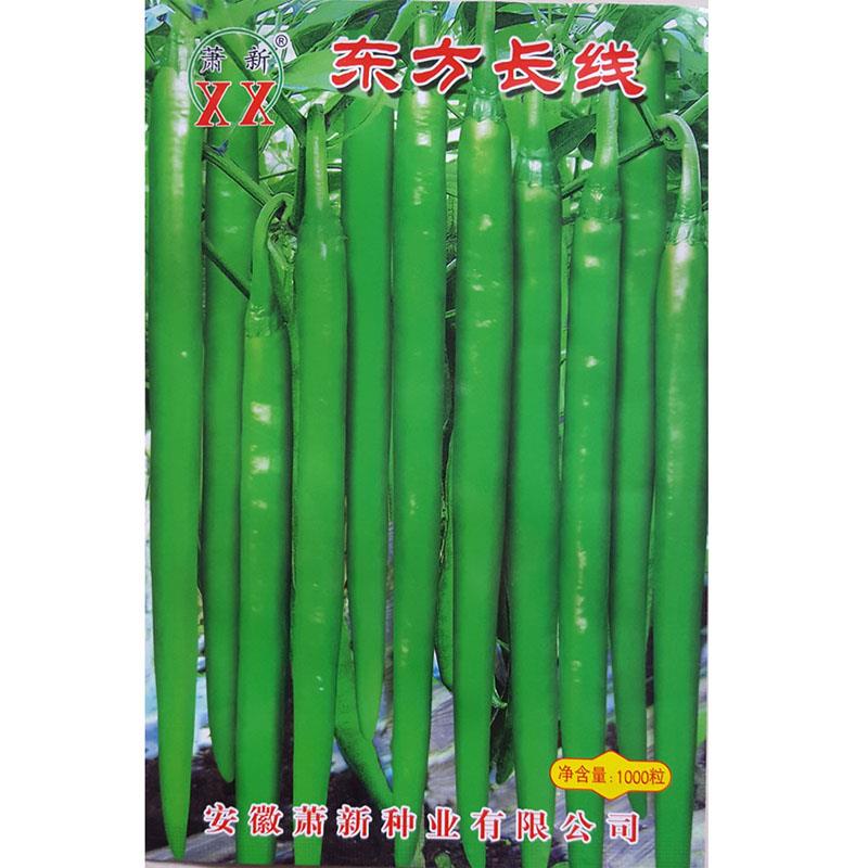 长线椒种子辣味浓烈萧新东方长线辣椒籽杂交新品种基地大田专用