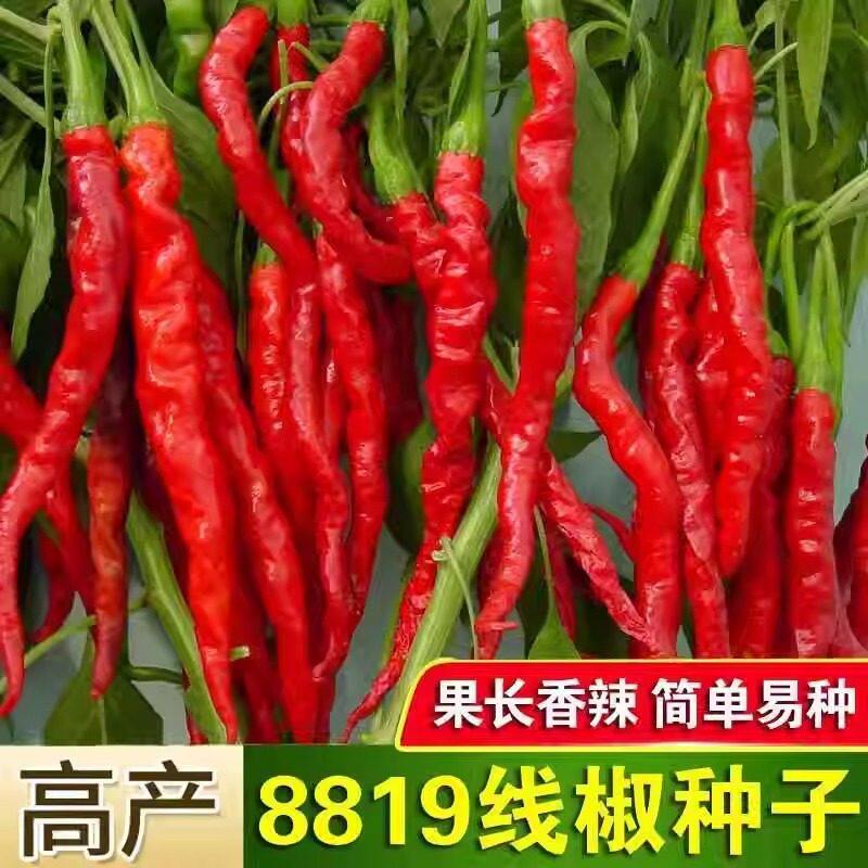 8819线椒种子香辣超辣超长皱种苗/半成品盆栽