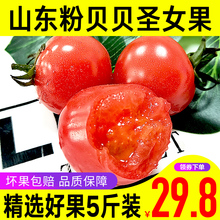 山东粉贝贝圣女果 新鲜应季蔬菜当季小番茄整箱5斤装包邮批发特产