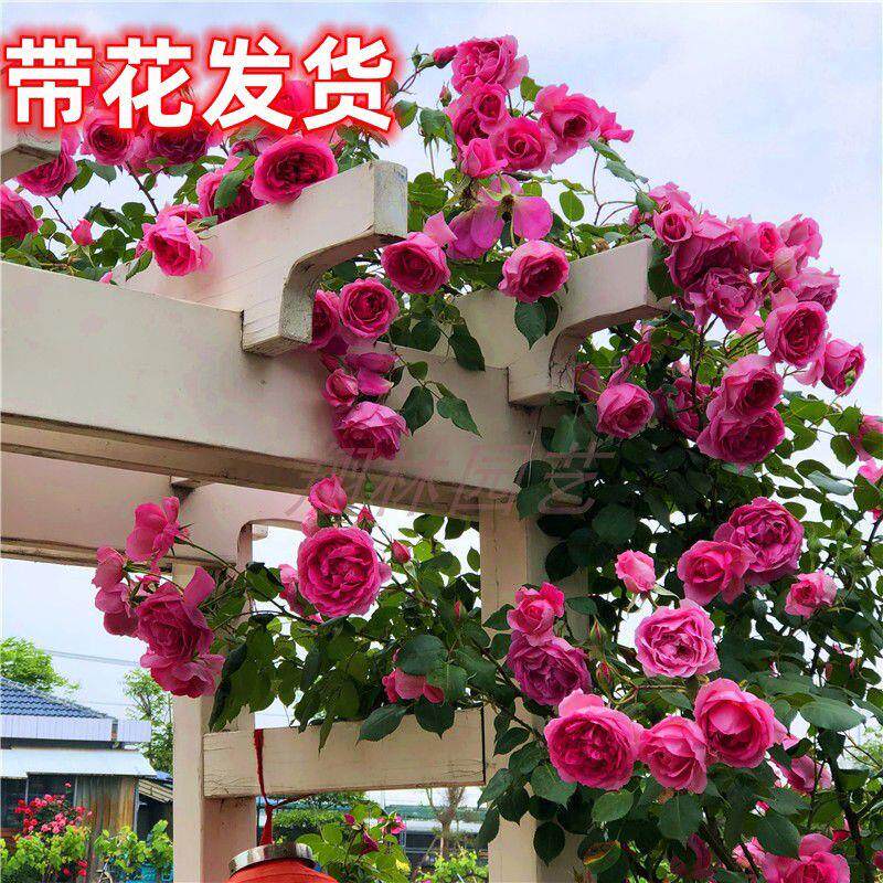 大游行藤本月季花特大花浓香型庭院阳台爬藤植物蔷薇花苗四季开花图片