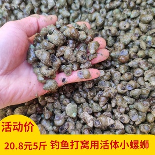 新鲜活体小石螺小田螺苗喂鱼螺蛳喂乌龟螺蛳钓鱼打窝钓鱼小螺蛳苗