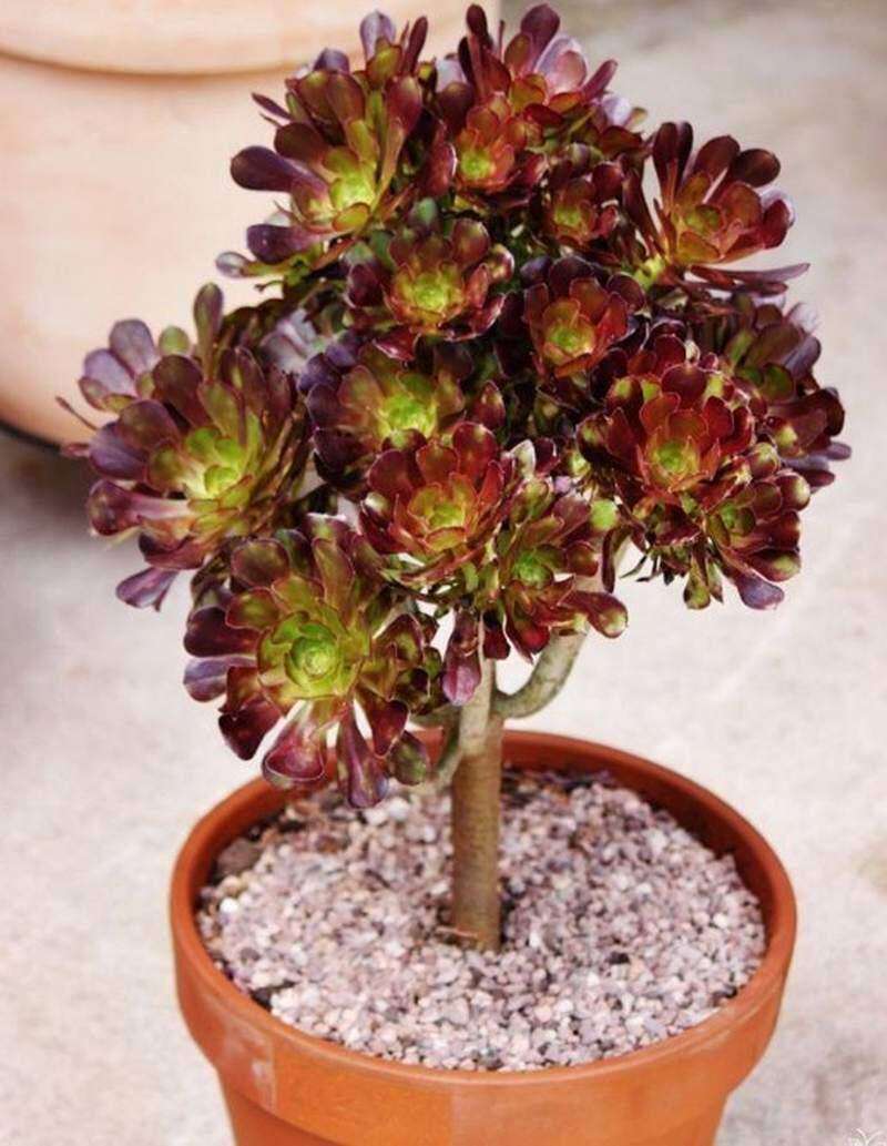 黑发师老桩多肉植物盆栽黑法师肉肉植物超萌多肉室内花卉
