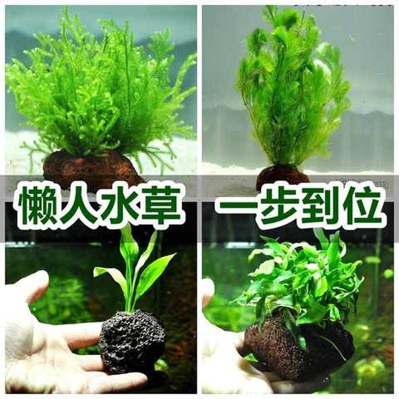 养金鱼的水草植物真草成景内景水草鱼缸里客厅种植造景草布景仿真