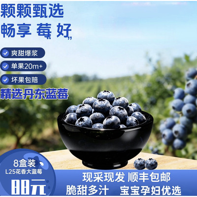 丹东新鲜蓝莓8盒现摘现发L25花香蓝莓超大果宝宝孕妇佳品顺丰包邮