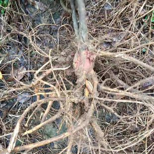 同源中尚 五指毛桃根500g牛奶树根五爪金龙广东传统煲汤泡酒材料