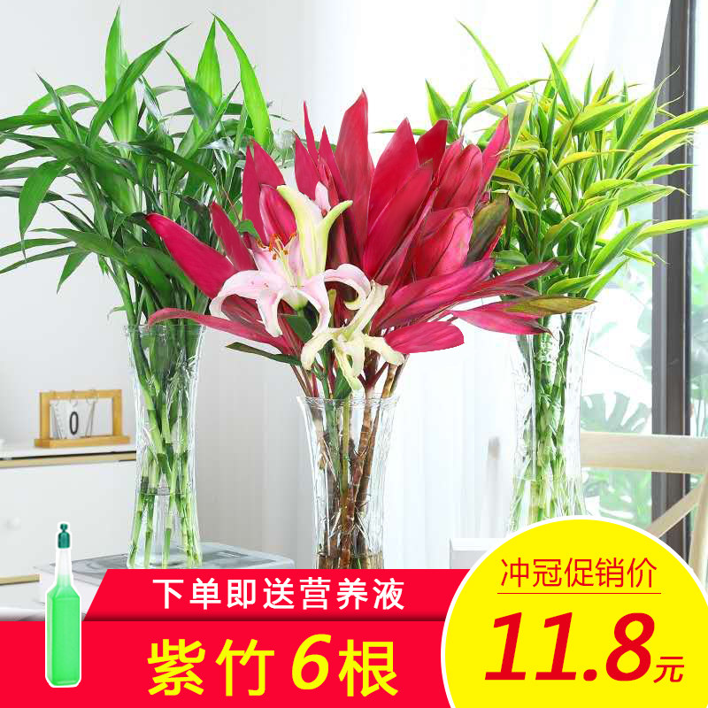 富贵花价格 富贵花图片 星期三