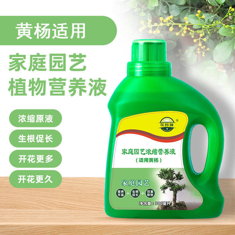 黄杨营养液500ml豆瓣黄杨瓜子黄杨家用营养液水培有机肥