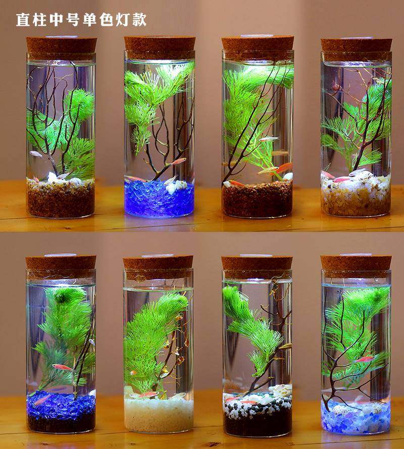 生态瓶科学用微景观生态瓶材料包水族小虾球藻小学生斗鱼小