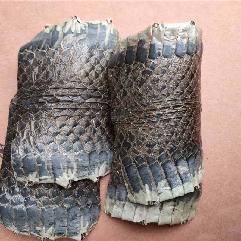 京胡配件京胡蛇皮乌稍蛇皮 3-4斤乌梢蛇中下段 京胡乐器蒙皮材料
