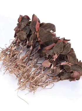 正宗福建南靖金线莲本地整株特级红霞干品非野生封口装