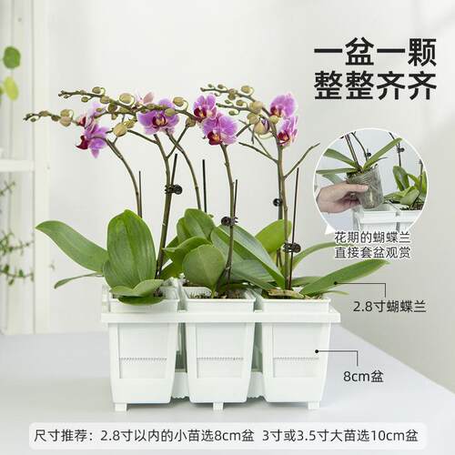 美莳蝴蝶兰花盆方形花架组合托盘托架透气水苔青山控根盆金小