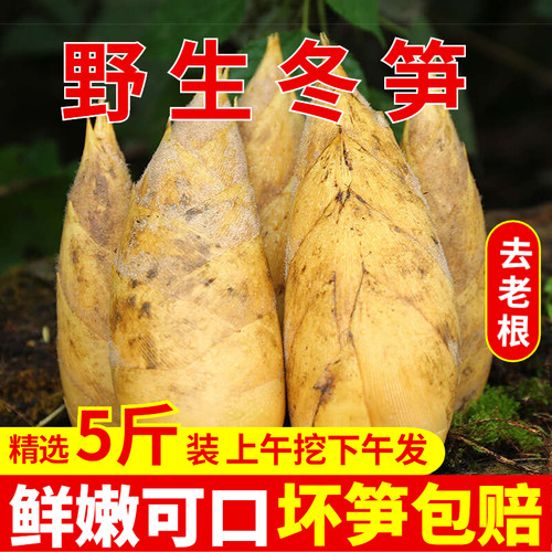 湖南野生冬笋现挖现发力推9斤装