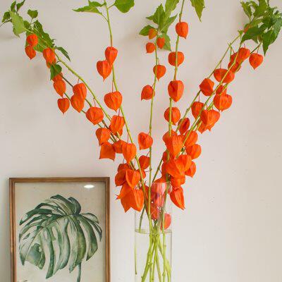 酸浆果鲜花荷兰进口上海直批灯笼果可做干花花期长顺丰朋友婚礼