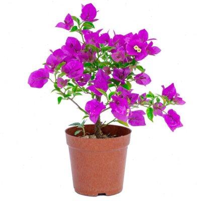 三角梅 云南紫 安格斯 叶子花 四季开花 爬藤植物 原盆原土发货