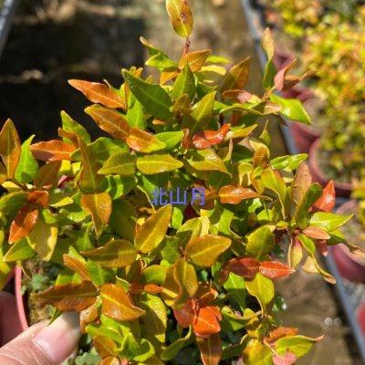 日本黄金缩缅葛袖珍迷你小叶络石稀有精品小盆栽