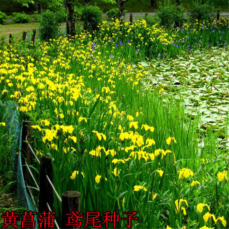 黄花鸢尾新采黄菖蒲种子花卉种子水生黄菖蒲种子1407684-795D