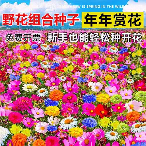 庭院七彩野花组合种子+有机肥料