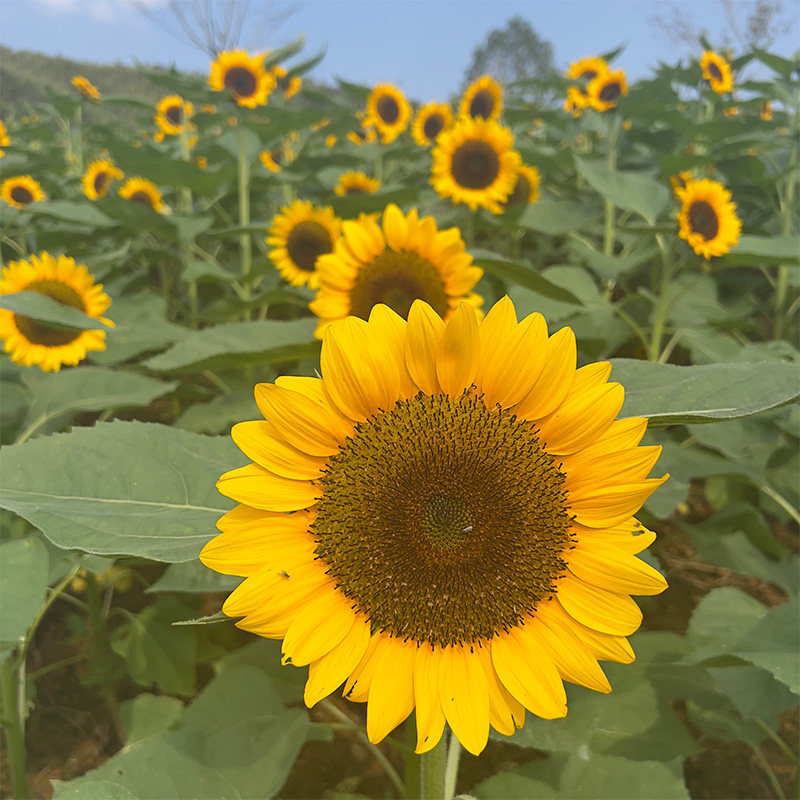 向日葵种孑大全观赏食用太阳花种籽子四季播种开花盆栽庭院葵花籽