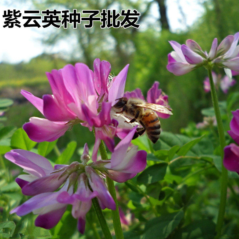 紫云英种子 红花草籽翘摇 绿肥牧草四季可播蜜蜂蜜源草籽花种子