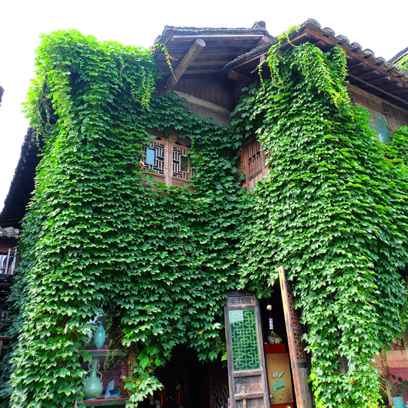 爬山虎种子四季常青室外爬藤花苗花种子庭院攀援花卉种子爬墙虎