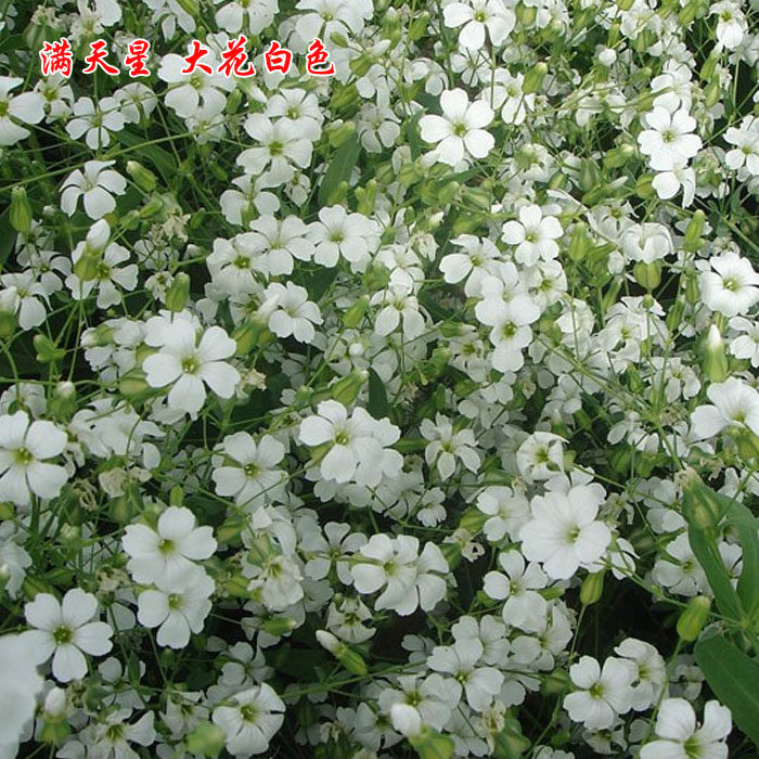 粉色白色满天星花种子阳台盆栽植物花籽四季易种活室外观花花卉种