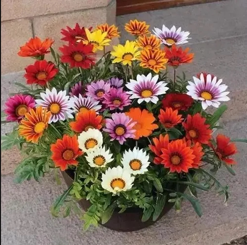 矮生花卉勋章菊花种子多年生植物图片