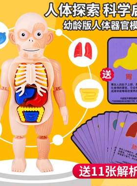 人体结构模型医学仿真内脏解剖器官3d可拆卸拼装躯干儿童科教玩具