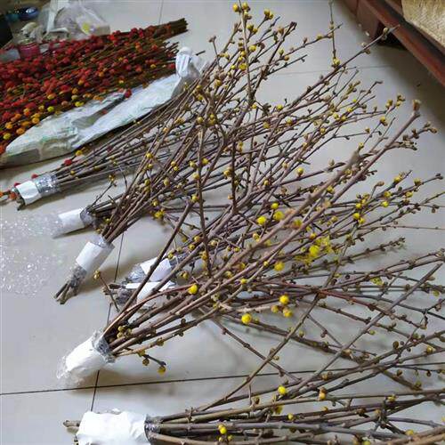 腊梅鲜花干枝腊梅水养枝条腊梅切花清香扑鼻真花鲜枝银柳干花水培